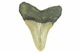 Serrated, Fossil Megalodon Tooth - North Carolina #294521-1